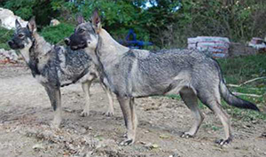 coppia di cani paratori- toccatori italiani